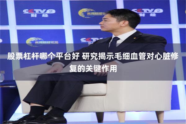 股票杠杆哪个平台好 研究揭示毛细血管对心脏修复的关键作用